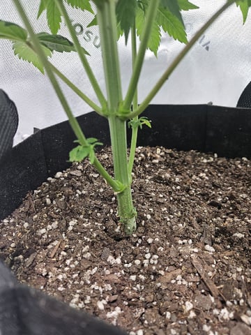 Bruce Banner #4  — vegetative, day 60