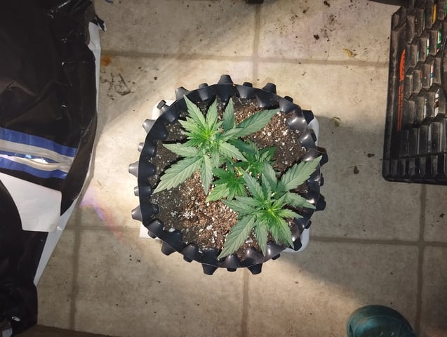 F1 apollo — vegetative, day 14