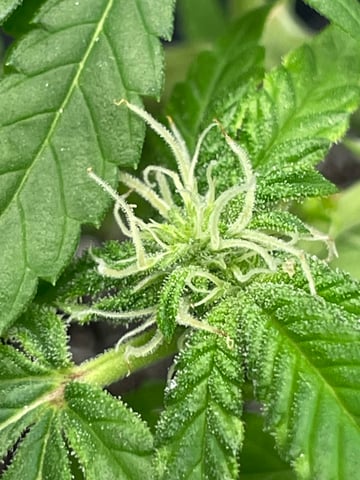 BETTERDAYZBUDZ — flower, day 10