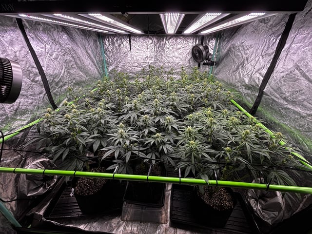 Pink Passion Fruit — flower, day 68