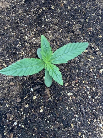 Indoor — seedling_rooting, day 12