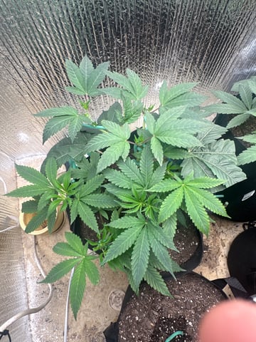 trying some bag seeds — vegetative, day 11
