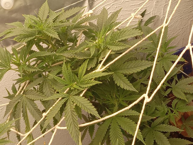 closet grow for veg with a.c infinity air intake fan .With no carbon filter just suction,and spider farmer sf 7000.Then a spider farmer sf tent 4×4×6.5with a G1500 l.e.d from spiderfarmer and spider farmer 6inch clip oscalating fan. — flower, day 34