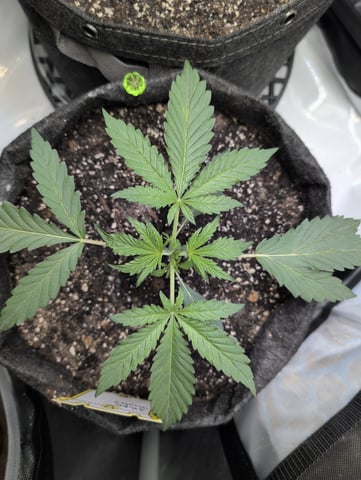 memphisto 3 bears OG, ethos high note r1 — vegetative, day 18