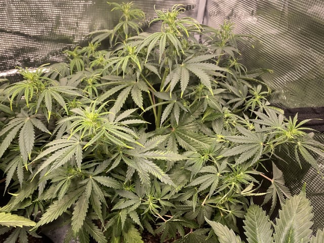 Auto Run #1 2025-2026 — flower, day 53