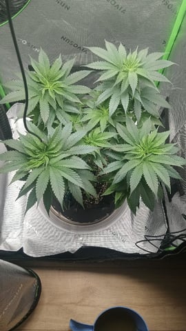 Critical Purple Kush — flower, day 81