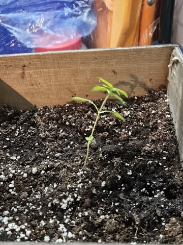 Blue Jamacian (Jess) — vegetative, day 33