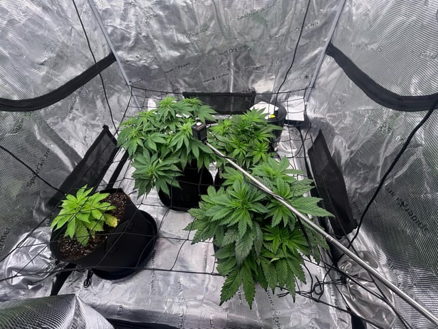 2025-26 harvest INDOOR — flower, day 82