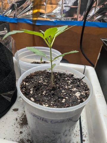 Mendo Frost / Gorilla Cookie / Banana Purple Punch  — seedling_rooting, day 13