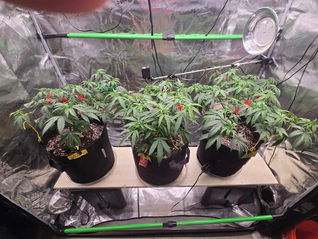 3 in Coco