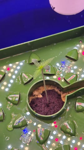 Fastbuds Autoflower Run — seedling_rooting, day 9