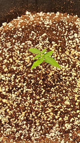 Pineapple Chunk/Runtz — seedling_rooting, day 24