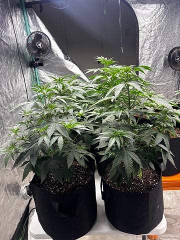 PKB remix/PotG — vegetative, day 49