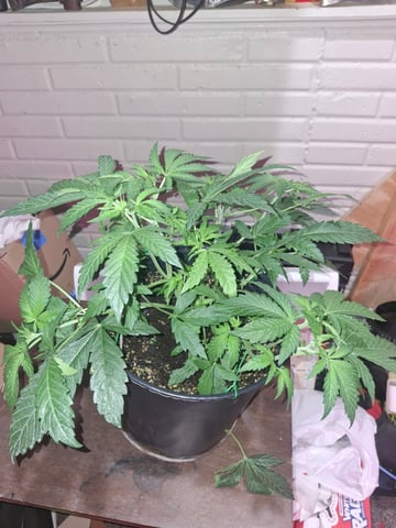 lil babies  — vegetative, day 14