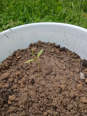 2nd Grow
