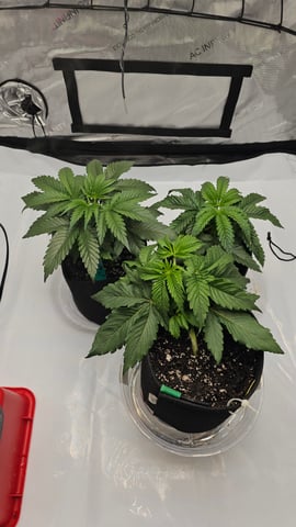 ethos genetics  — vegetative, day 24