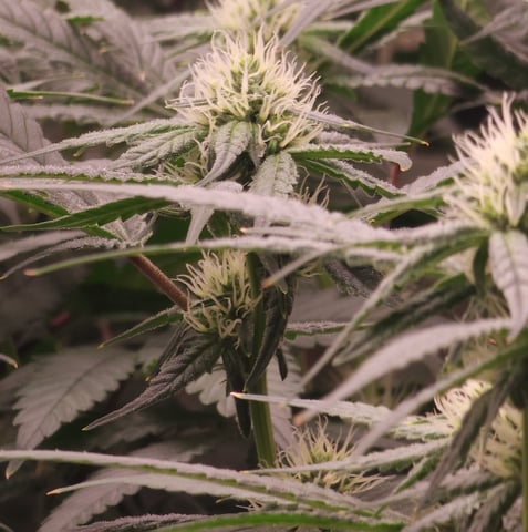 DNA Genetics Kosher Cookies rockwool run round 2 — flower, day 65