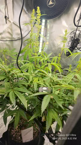 Pez Mints Breeding Session — flower, day 6