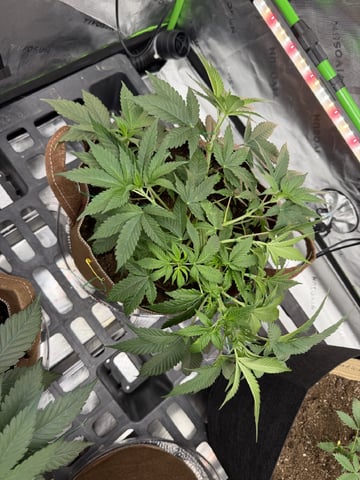 First Grow – Learning Every Day — vegetative, day 19