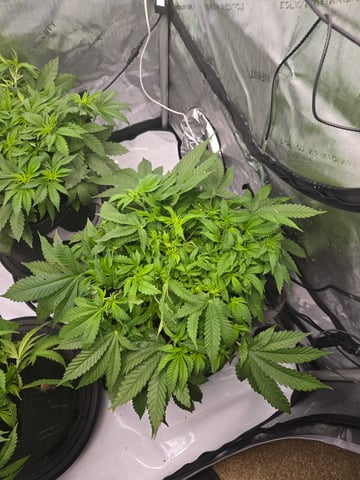 Purple Haze  — vegetative, day 29