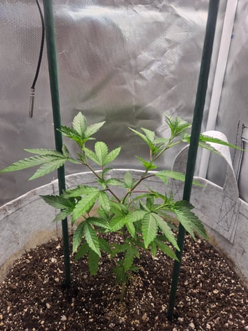 Looking for advice! — vegetative, day 18