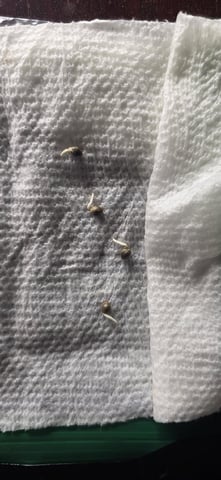 Maple Nectar  — seedling_rooting, day 3