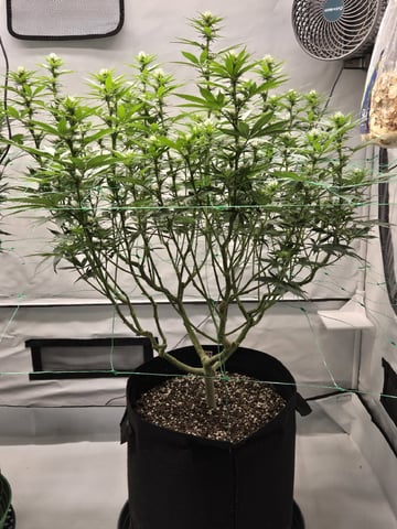 Zoap & Mimosa x OrangePunch — flower, day 92