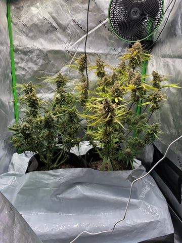 Ztrawberriez (Auto) 2026 - 1 — harvest, day 73