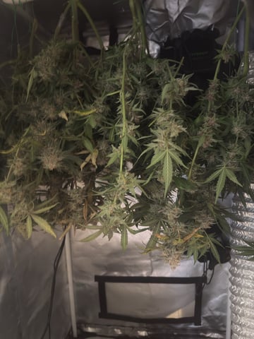 Key Lime Pie — harvest, day 76