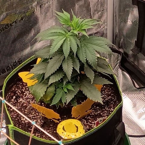 TentPlantLightFan — vegetative, day 41