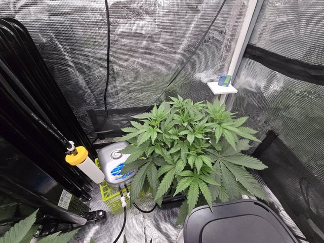 Grow 5.o — vegetative, day 25