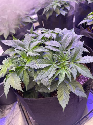 1st Ever Grow (GodFather OG) (Coco) — vegetative, day 33