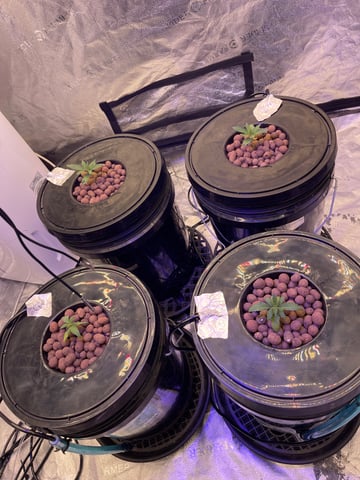 1st Ever Grow (Fat Bastard)(RDWC)  — seedling_rooting, day 19