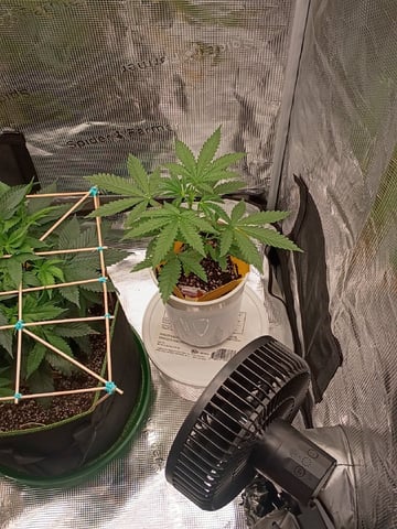 TentPlantLightFan — vegetative, day 46
