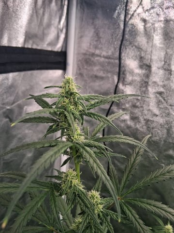 first auto grow — flower, day 54