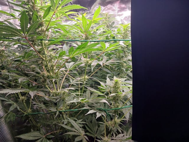 9lbhammer feminized  — flower, day 67