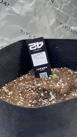 Good Genetix Vs. Fast Budz  — auto, day 1