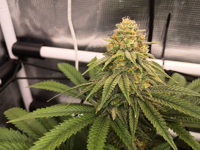 FastBuds Photo-Lemon Mandarin  — flower, day 128