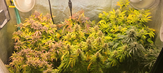 $chooners Grow — flower, day 36