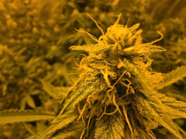 3rd Auto Grow — flower, day 76