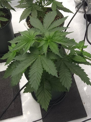 Homegrown - 🍒 🥧 & GSC Auto, 🚀 Seeds 🍌 Buttercups  — flower, day 31