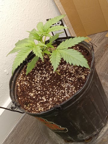 Blueberry critical kush x purple peyote wifi  and one L.a kush cake . — seedling_rooting, day 8
