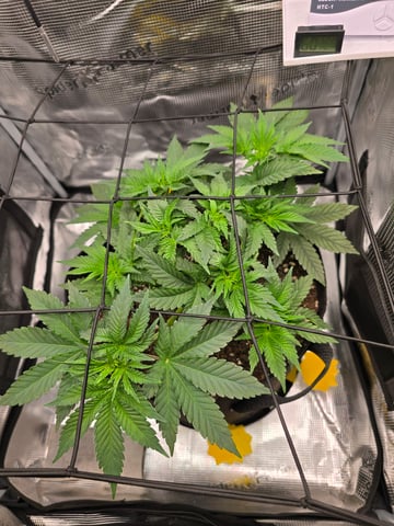 Northern lights #10 (Alaska) — vegetative, day 27