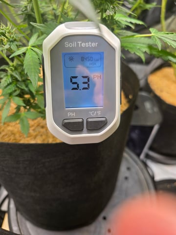 Purple Haze  — flower, day 86