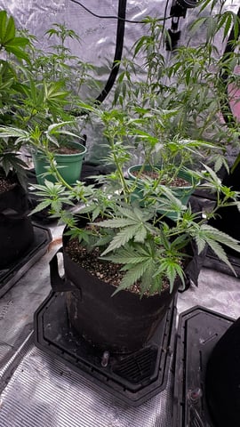 Rippleys OG Auto (Mephisto Genetics) 1st Attempt at Autos — vegetative, day 45