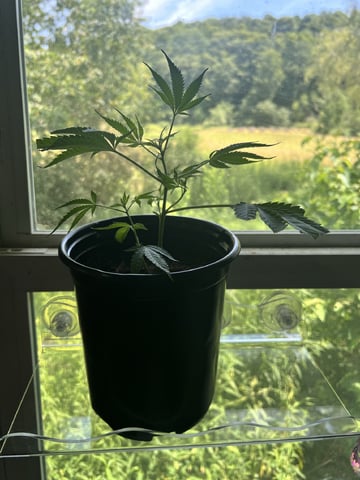 White Widow Auto — vegetative, day 23