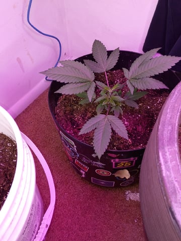 Round Deuce  — vegetative, day 29