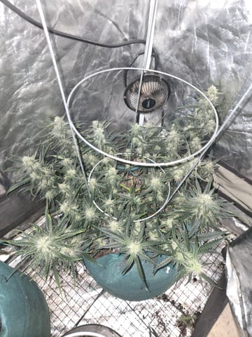 high octane x holy grail  — auto, day 56