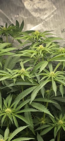 Maple Nectar  — flower, day 59