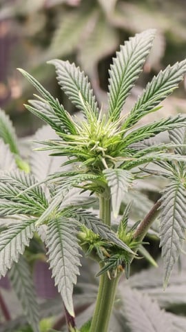 Blueberry Swirl — flower, day 49